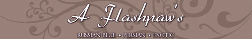 flashpaws