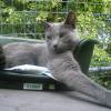cat21_1