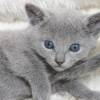 kitten12_0809