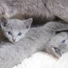 kitten12_0903