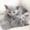 kitten12_0915