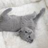 kitten12_0933