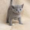 kitten12_0977