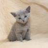 kitten12_1036