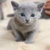kitten12_1048