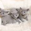 kitten12_1065