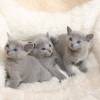 kitten12_1072