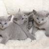 kitten12_1078
