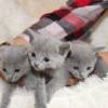 kitten12_1099