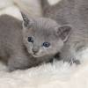 kitten12_1107