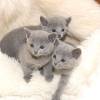 kitten12_1125