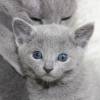 kitten12_1210