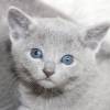 kitten12_1216