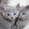 kitten12_1233