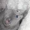 kitten12_1235