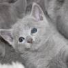 kitten12_1238