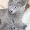 kitten12_1278