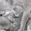 kitten12_1327