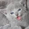 kitten12_1335