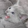 kitten12_1341