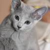 kitten2013-3836