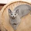 kitten2013-3850