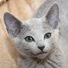 kitten2013-3855