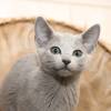 kitten2013-3879