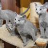 kitten2013-3934