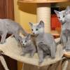 kitten2013-3942