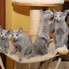 kitten2013-3973