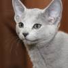 kitten2013-4000