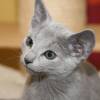 kitten2013-4001