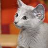 kitten2013-4003