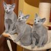 kitten2013-4015