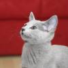 kitten2013-4026