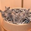 kitten20130076hell
