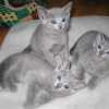 kitten_2003_1