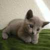 kitten_2003_2