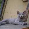 kitten_2003_3