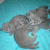 kitten_2004c_01
