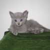 kitten_2004c_03