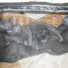 kitten_2004c_04