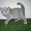 kitten_2004c_05