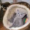 kitten_2004c_06