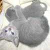 kitten_2004c_08
