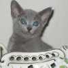 kitten_2004c_09