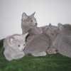 kitten_2004c_10