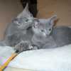 kitten_2004c_11