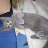 kitten_2004c_12